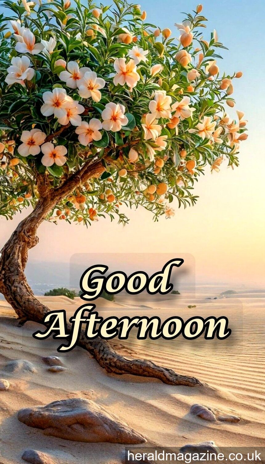 good afternoon wishes